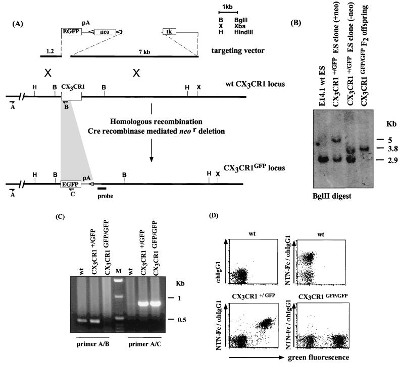 FIG. 1