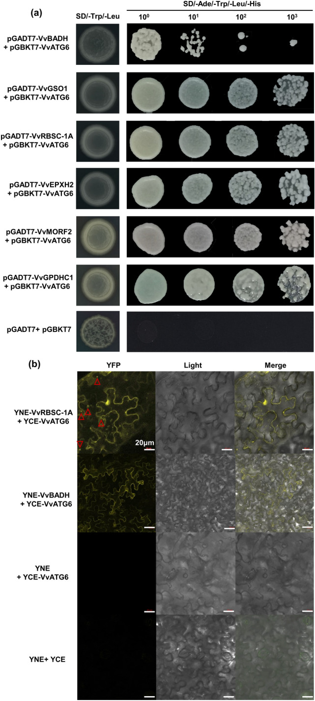 Fig. 3
