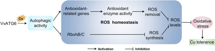 Fig. 8
