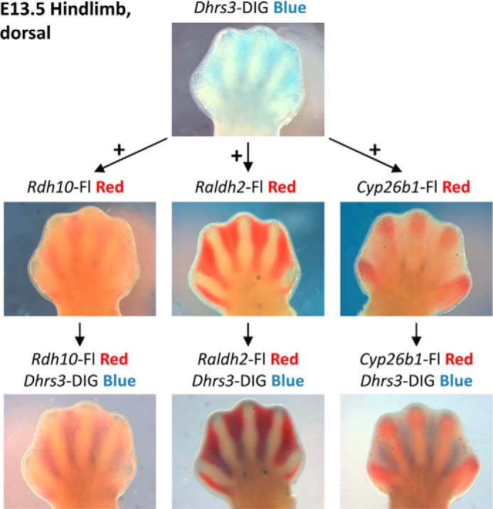 FIGURE 6.