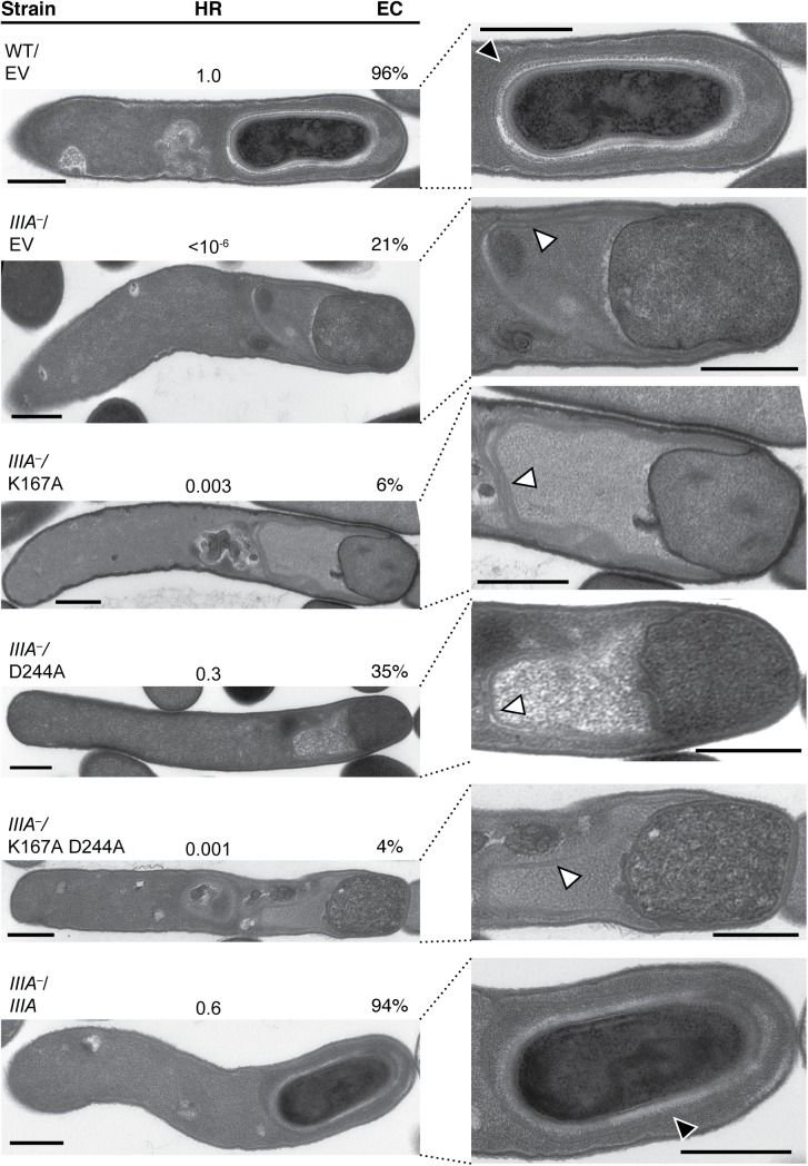 Fig 7