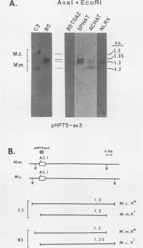 graphic file with name molcellb00087-0186-b.jpg