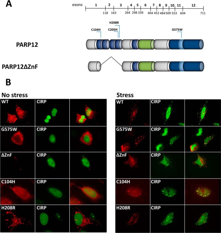 FIGURE 4.