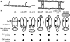 Fig. 8