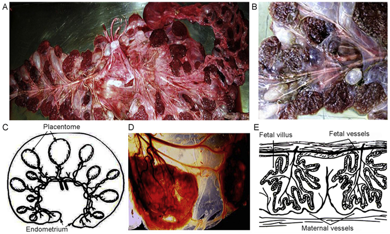 Fig. 1.