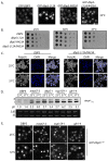 Figure 4—figure supplement 1.