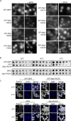 Figure 2—figure supplement 1.