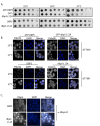 Figure 1—figure supplement 2.