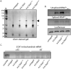 Figure 5—figure supplement 1.