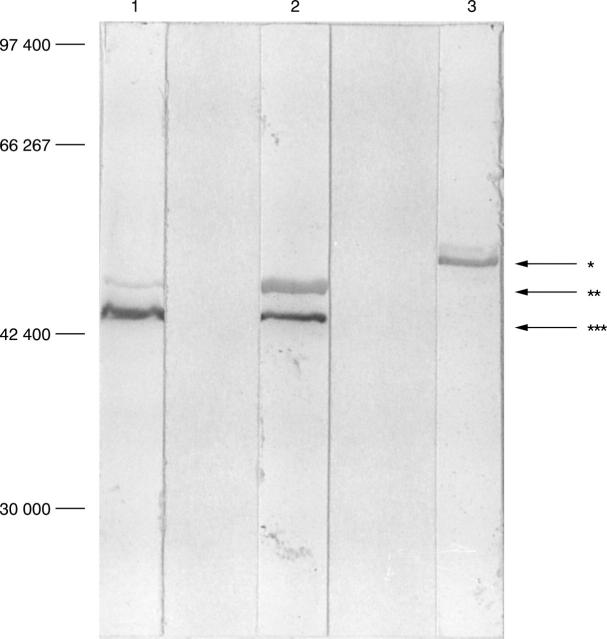 Figure 1  