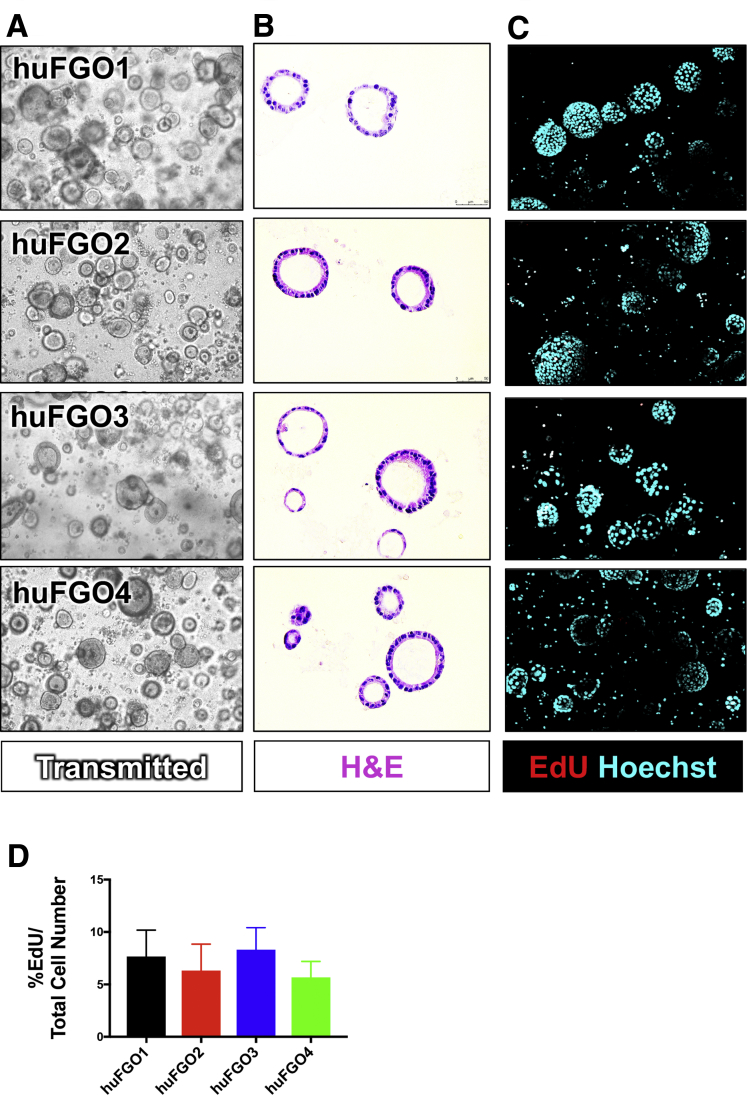 Figure 2