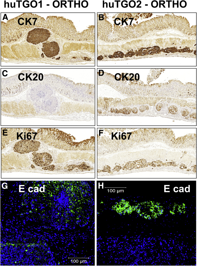 Figure 12