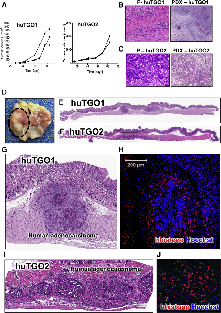 Figure 11