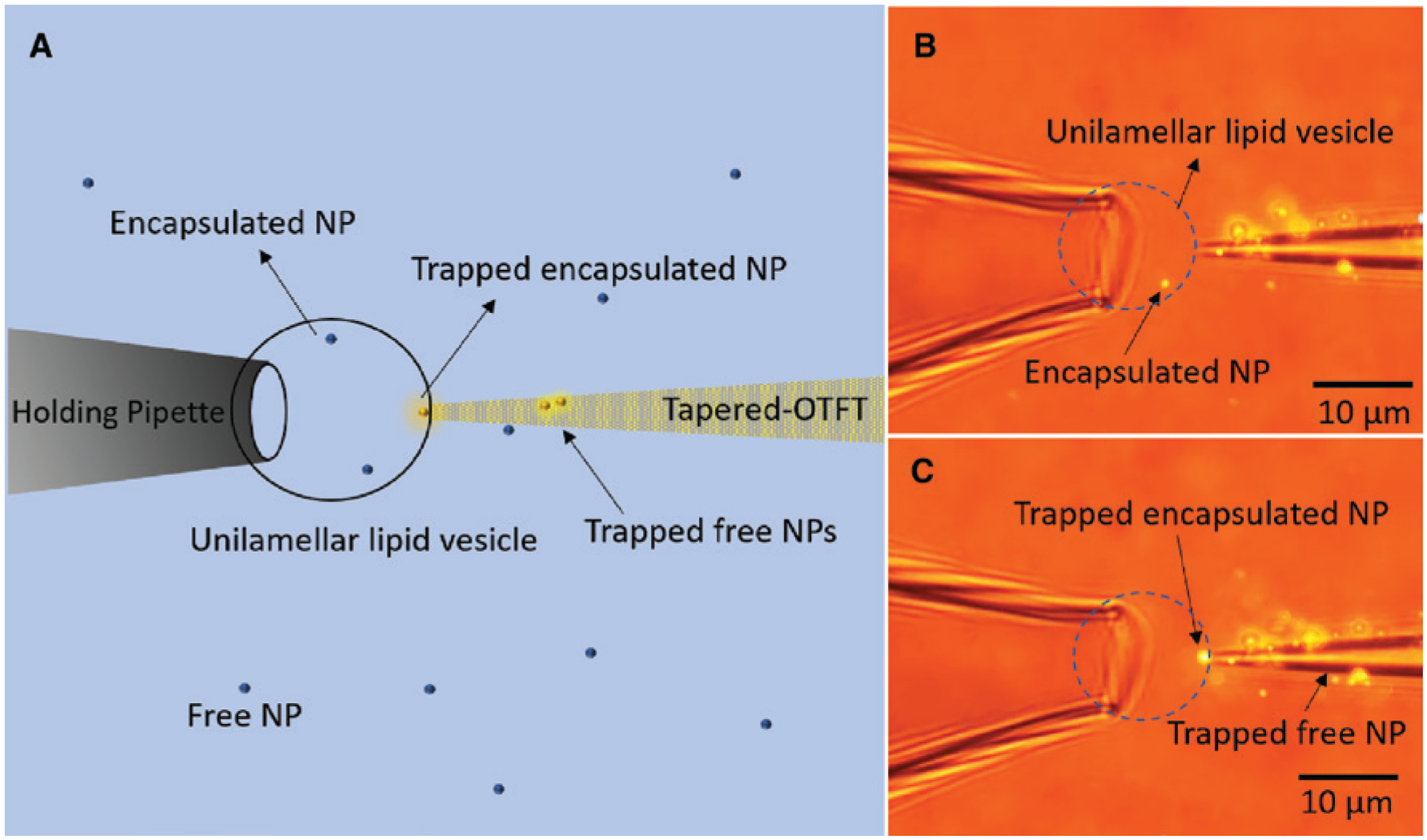 Figure 6: