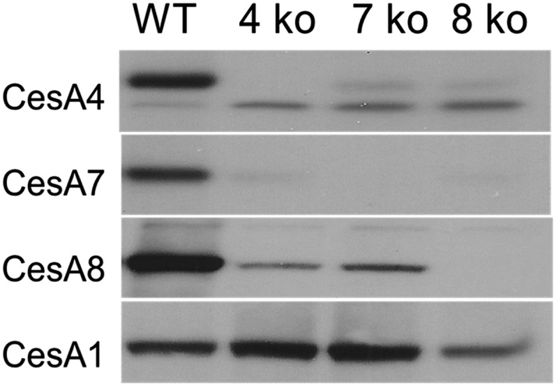 Figure 5.