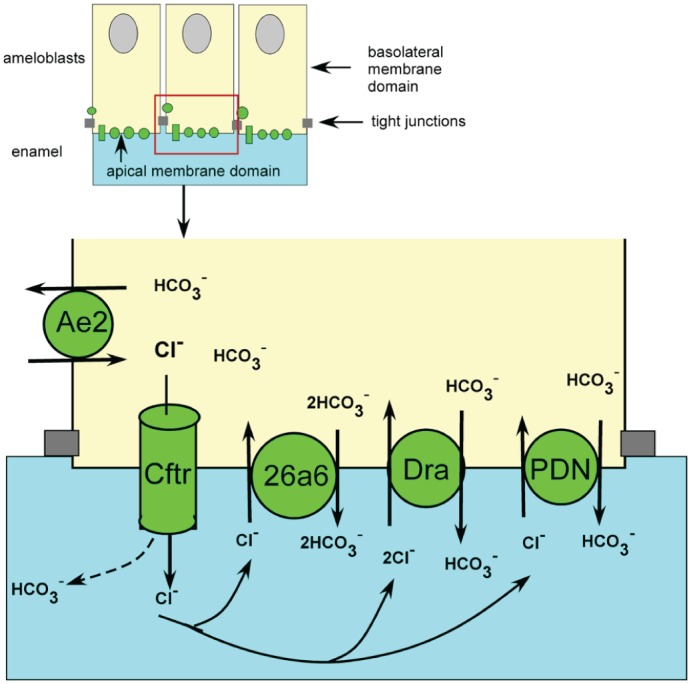 Figure 5.