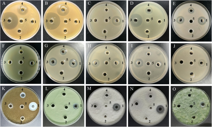 FIGURE 3