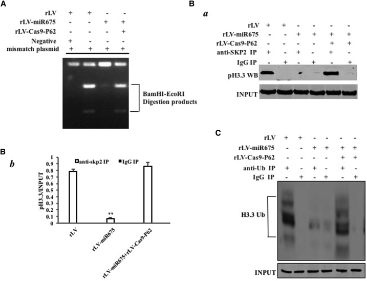 Figure 6