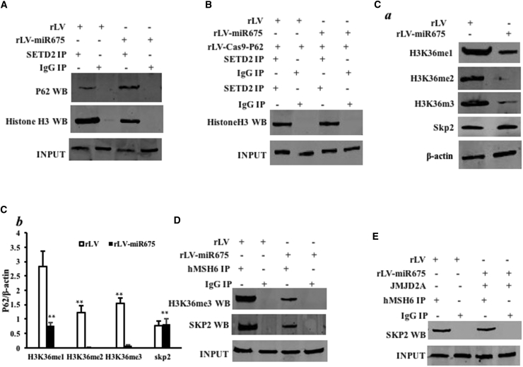 Figure 4