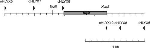 FIG. 1.