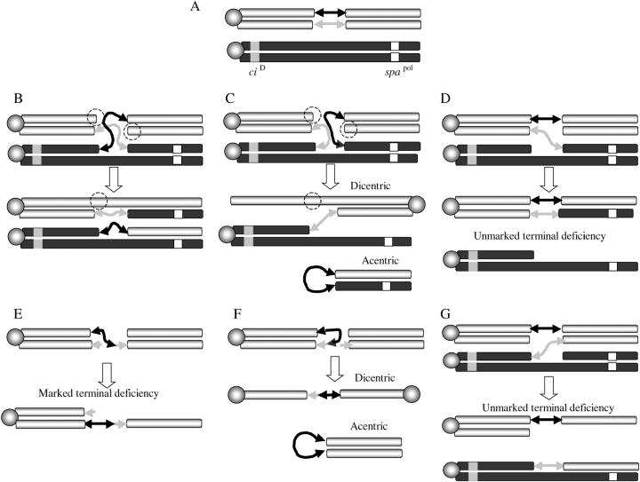 Figure 1.—