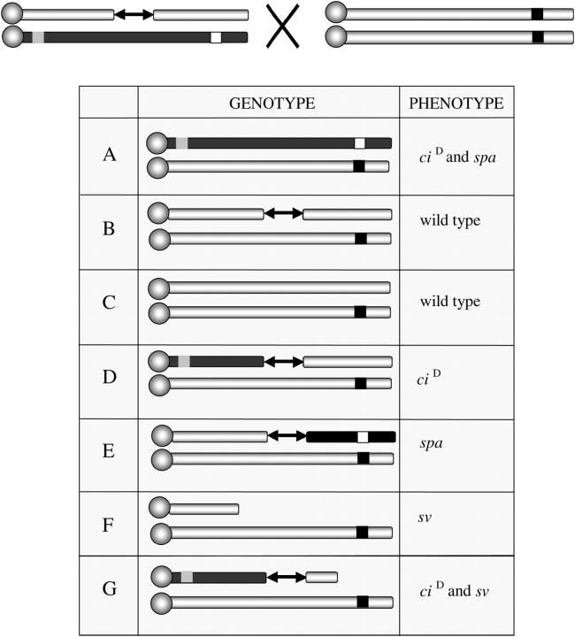 Figure 2.—