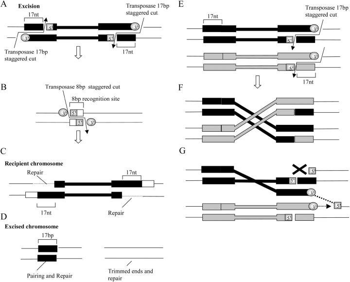 Figure 4.—