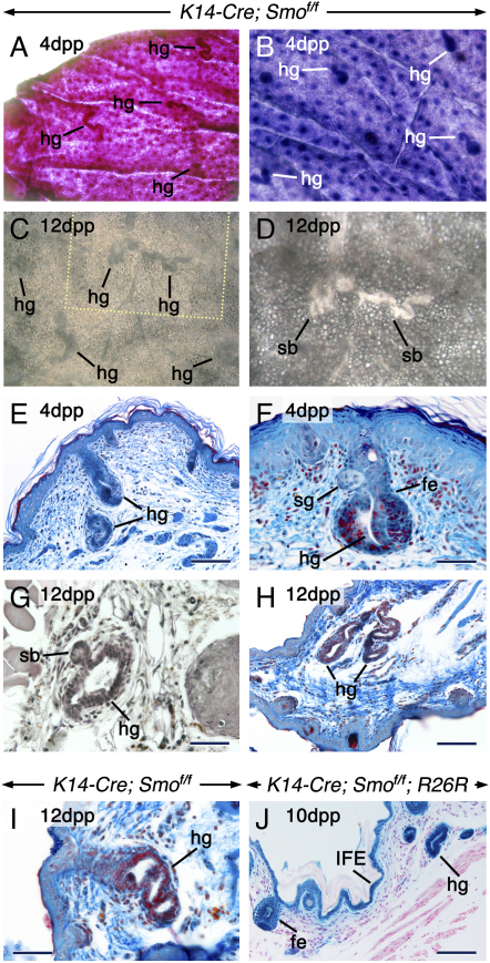 Figure 5