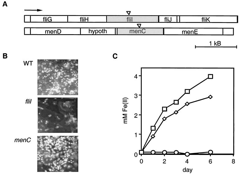 FIG. 1.