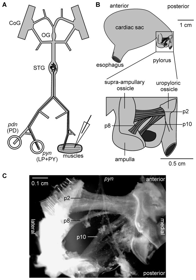 Fig. 1