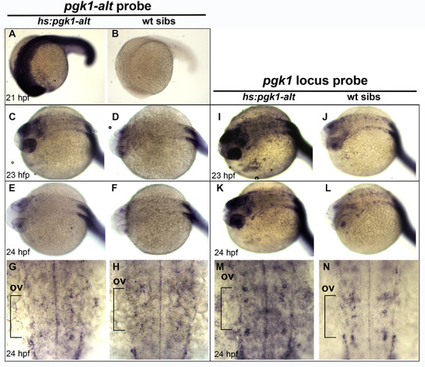 Figure 3—figure supplement 5.