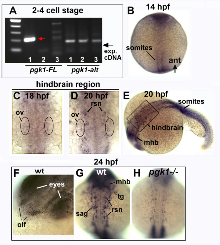 Figure 3—figure supplement 4.