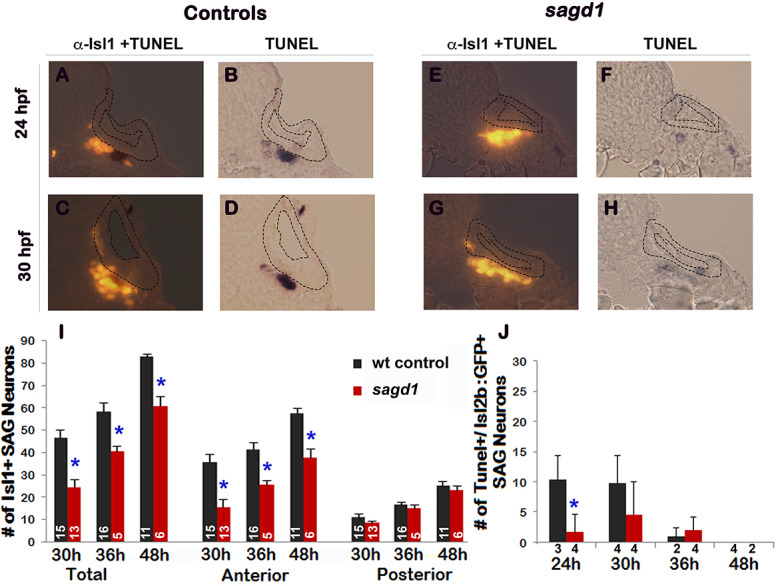 Figure 1—figure supplement 1.