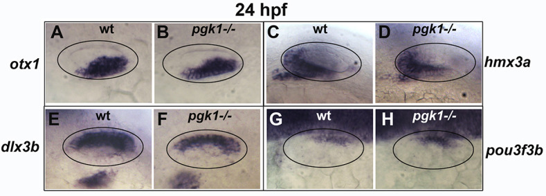 Figure 4—figure supplement 2.