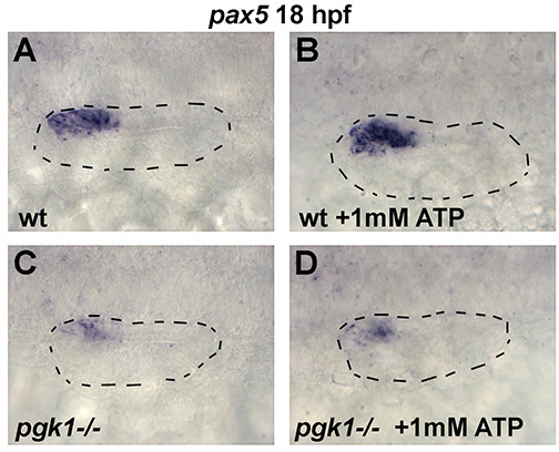 Figure 6—figure supplement 1.