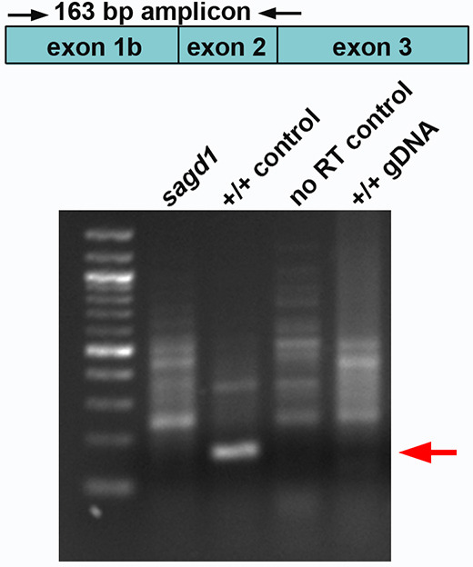 Figure 3—figure supplement 2.