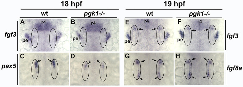 Figure 4—figure supplement 1.