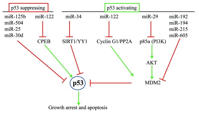 graphic file with name rna-9-781-g2.jpg