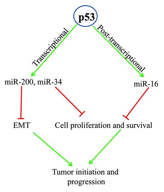 graphic file with name rna-9-781-g1.jpg