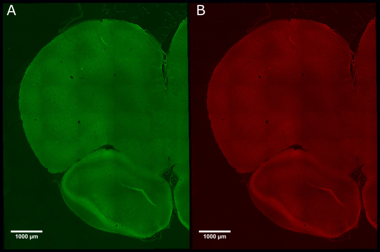 Figure 1—figure supplement 1.