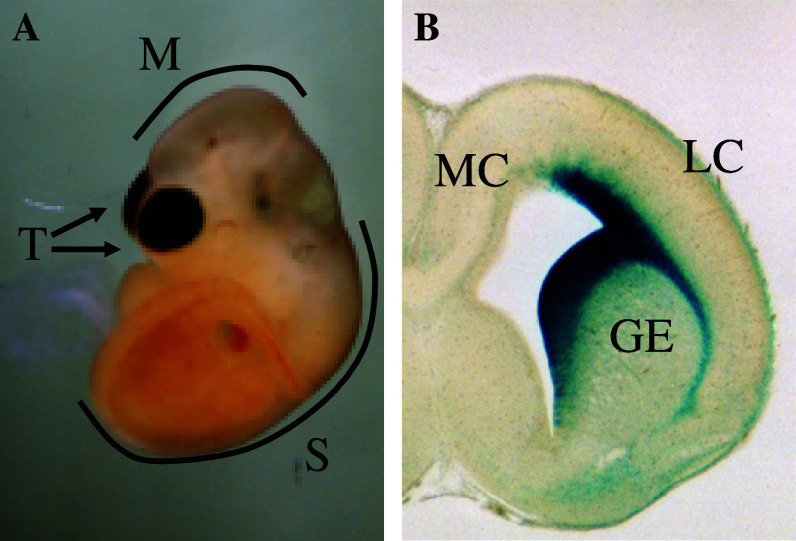 Fig. 2