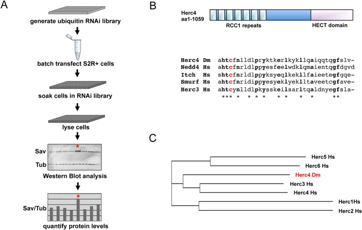 Fig 4