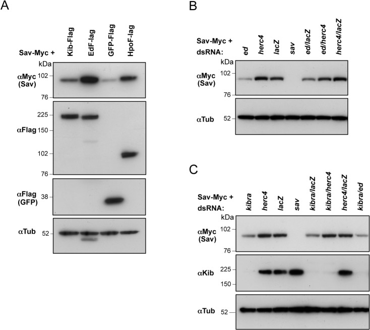 Fig 9