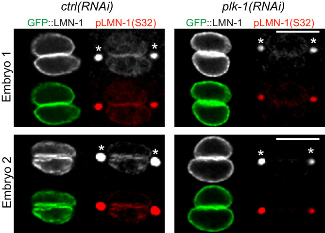 Figure 3—figure supplement 1.