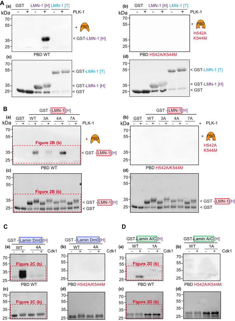 Figure 2—figure supplement 1.