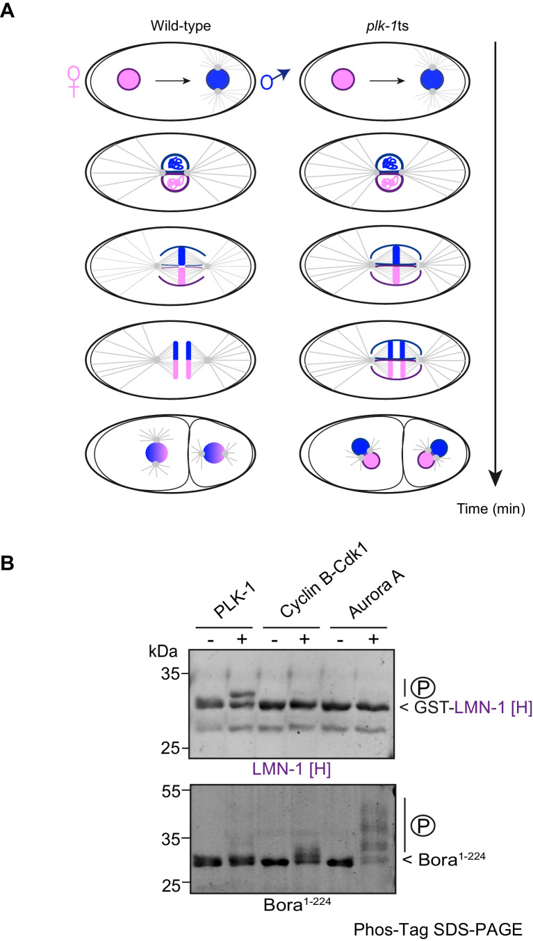 Figure 1—figure supplement 1.