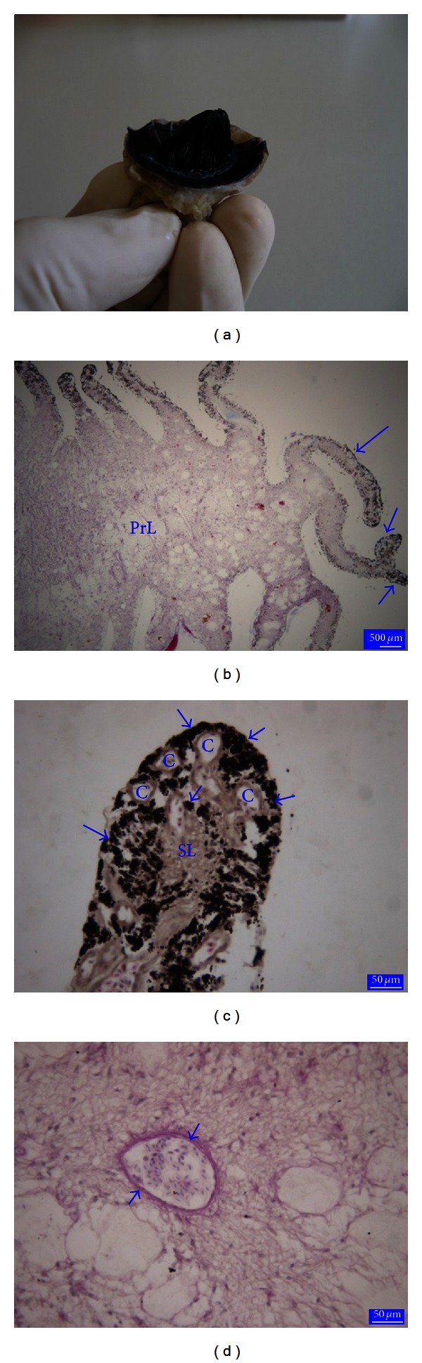 A Comparative Morphometrical Study of the Pecten Oculi in Different ...