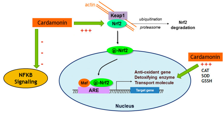 Figure 13