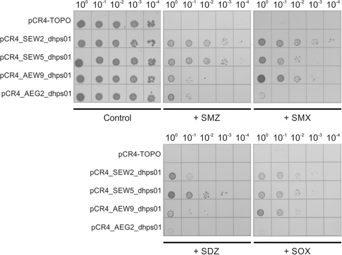 FIGURE 1