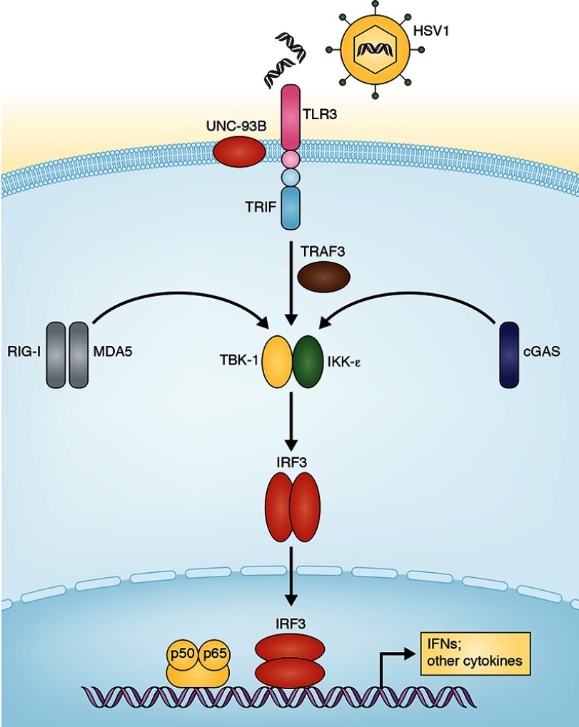 graphic file with name JEM_2129insight4_Fig2.jpg